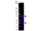 F(ab')2  Anti-Swine IgG (H&L)  (Fluorescein Conjugated) Secondary Antibody